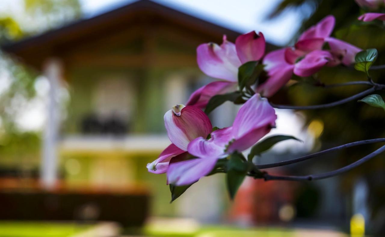 Residence Alice Dormelletto Ngoại thất bức ảnh